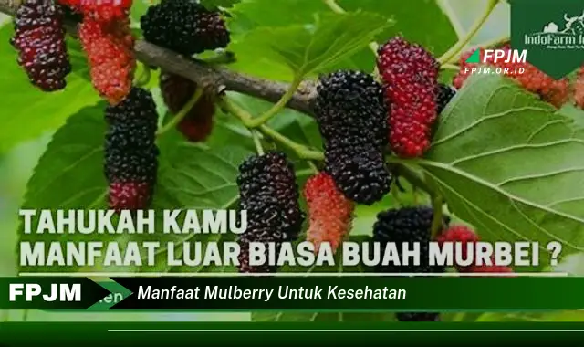 manfaat mulberry untuk kesehatan