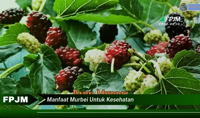 manfaat murbei untuk kesehatan