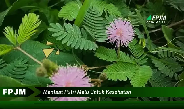 manfaat putri malu untuk kesehatan