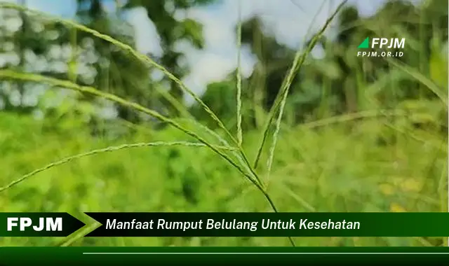 manfaat rumput belulang untuk kesehatan manfaat rumput belulang untuk kesehatan