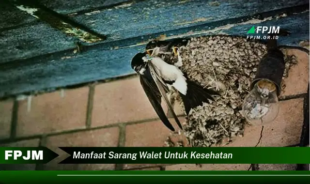 manfaat sarang walet untuk kesehatan manfaat sarang walet untuk kesehatan