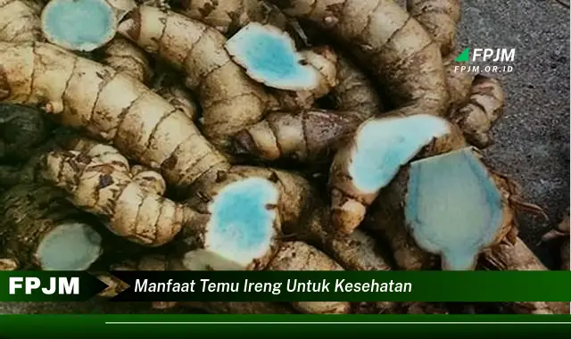 manfaat temu ireng untuk kesehatan manfaat temu ireng untuk kesehatan