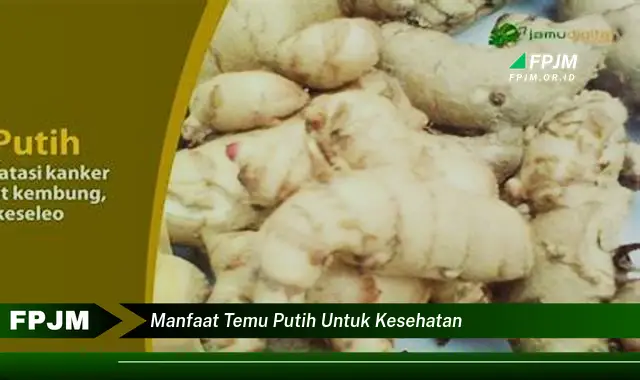 manfaat temu putih untuk kesehatan