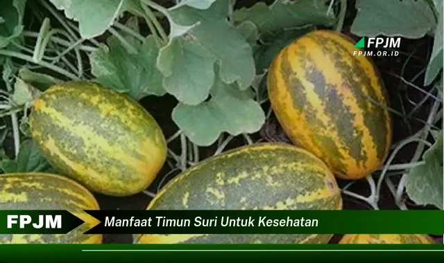 manfaat timun suri untuk kesehatan