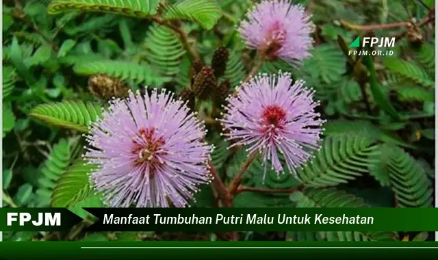 manfaat tumbuhan putri malu untuk kesehatan manfaat tumbuhan putri malu untuk kesehatan