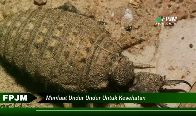 manfaat undur undur untuk kesehatan