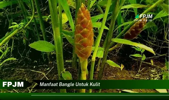 manfaat bangle untuk kulit