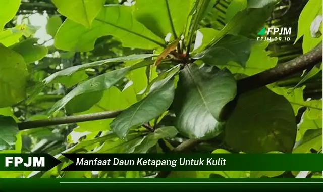 manfaat daun ketapang untuk kulit