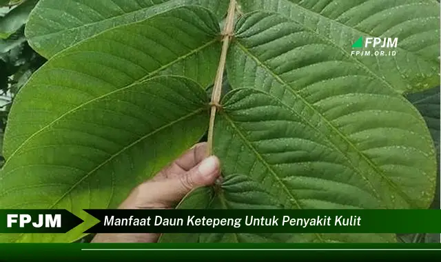 manfaat daun ketepeng untuk penyakit kulit