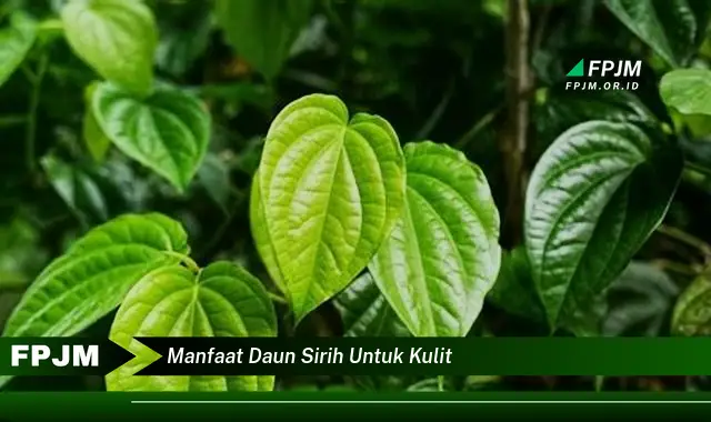 manfaat daun sirih untuk kulit