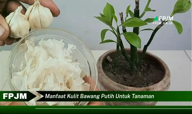 manfaat kulit bawang putih untuk tanaman