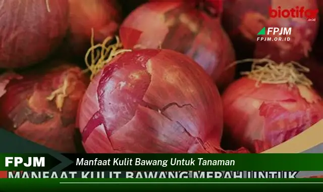 manfaat kulit bawang untuk tanaman