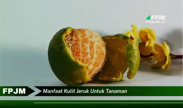 manfaat kulit jeruk untuk tanaman