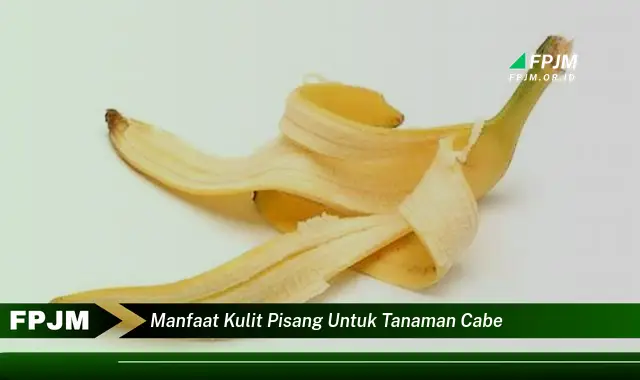 manfaat kulit pisang untuk tanaman cabe