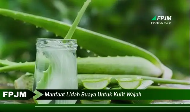 manfaat lidah buaya untuk kulit wajah