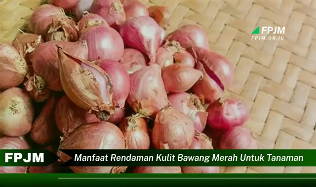 manfaat rendaman kulit bawang merah untuk tanaman