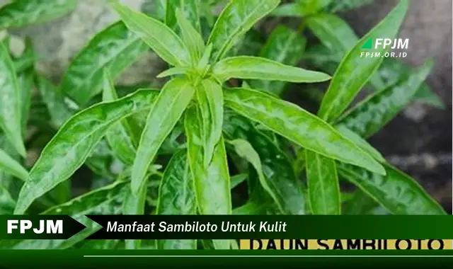 manfaat sambiloto untuk kulit