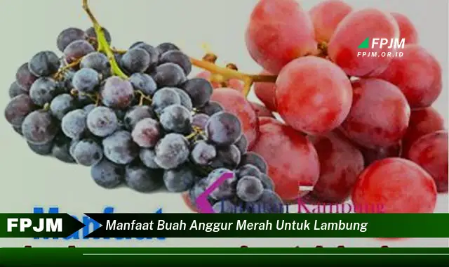 manfaat buah anggur merah untuk lambung manfaat buah anggur merah untuk lambung