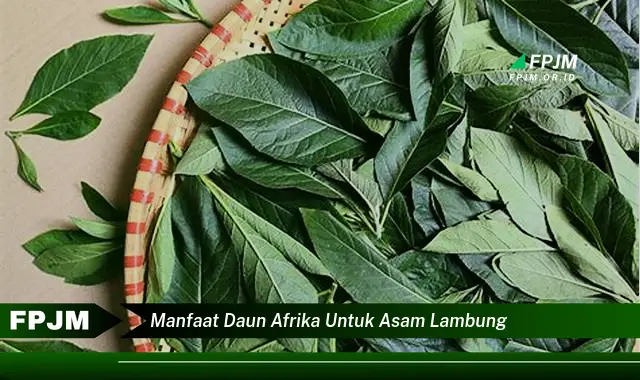 manfaat daun afrika untuk asam lambung manfaat daun afrika untuk asam lambung