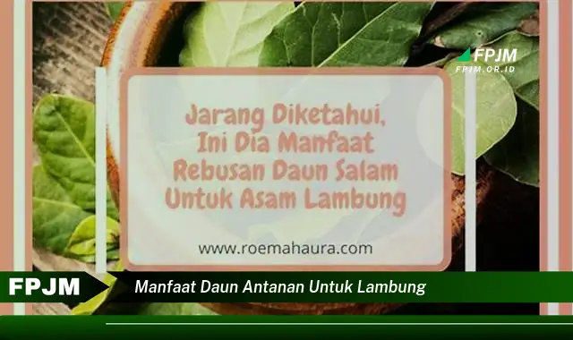 manfaat daun antanan untuk lambung