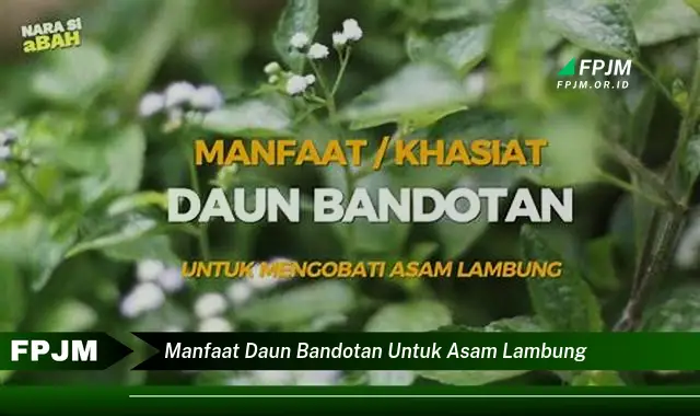 manfaat daun bandotan untuk asam lambung manfaat daun bandotan untuk asam lambung