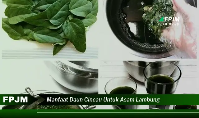 manfaat daun cincau untuk asam lambung