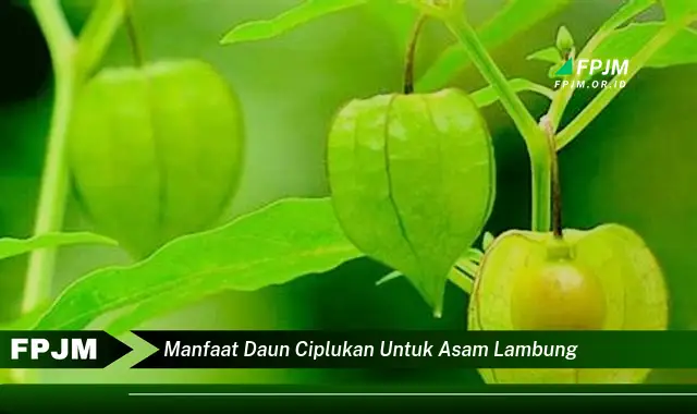 manfaat daun ciplukan untuk asam lambung