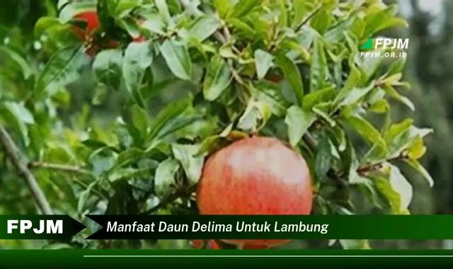 manfaat daun delima untuk lambung manfaat daun delima untuk lambung