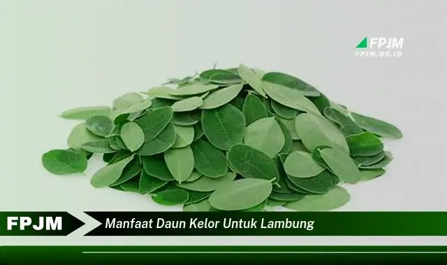 manfaat daun kelor untuk lambung