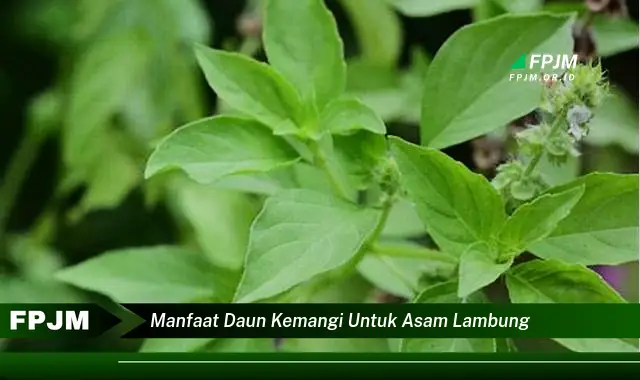 manfaat daun kemangi untuk asam lambung