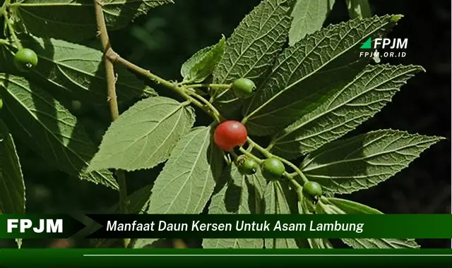 manfaat daun kersen untuk asam lambung