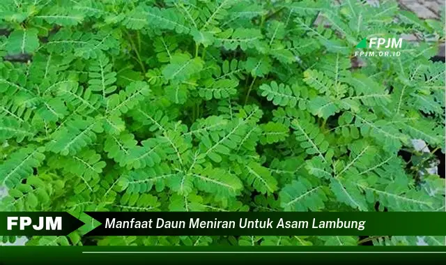 manfaat daun meniran untuk asam lambung