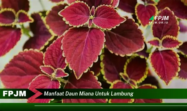 manfaat daun miana untuk lambung manfaat daun miana untuk lambung
