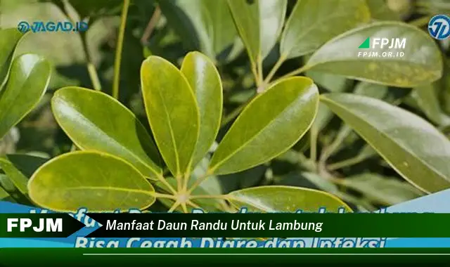 manfaat daun randu untuk lambung