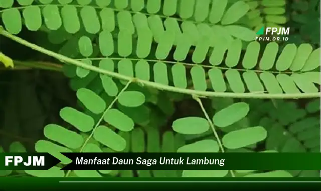 manfaat daun saga untuk lambung manfaat daun saga untuk lambung