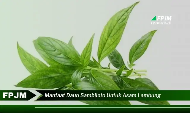 manfaat daun sambiloto untuk asam lambung manfaat daun sambiloto untuk asam lambung