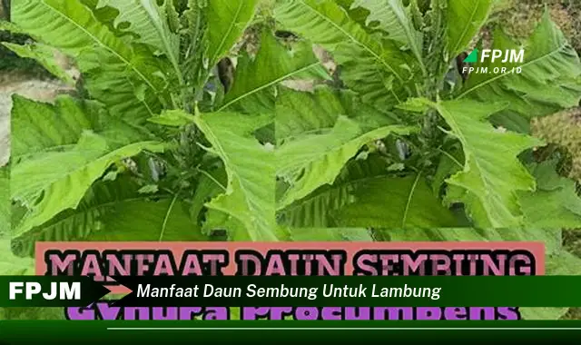 manfaat daun sembung untuk lambung
