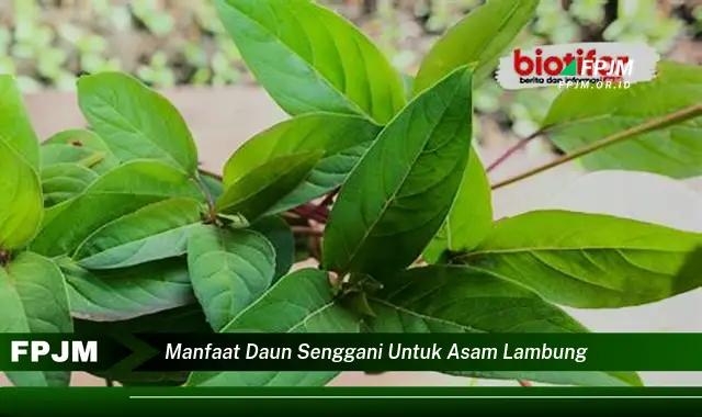 manfaat daun senggani untuk asam lambung