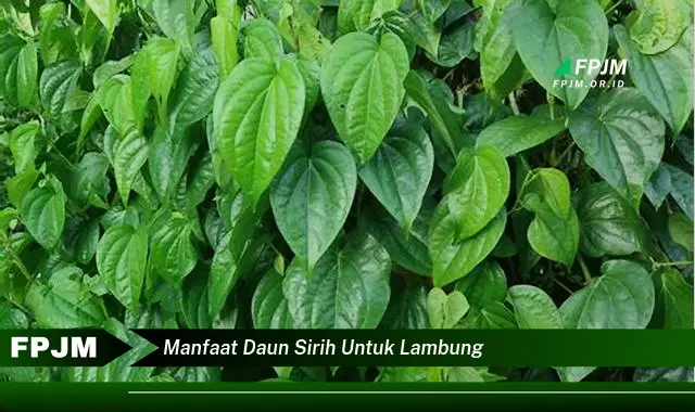 manfaat daun sirih untuk lambung manfaat daun sirih untuk lambung
