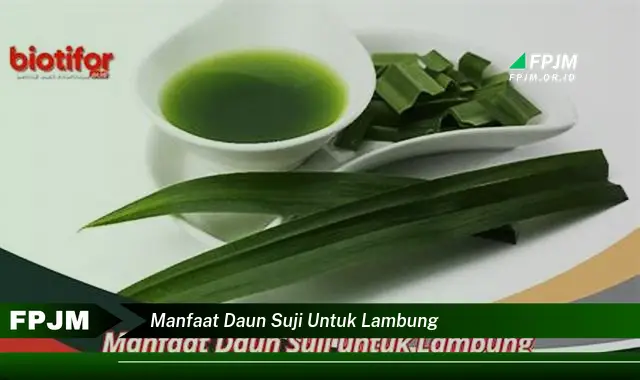 manfaat daun suji untuk lambung