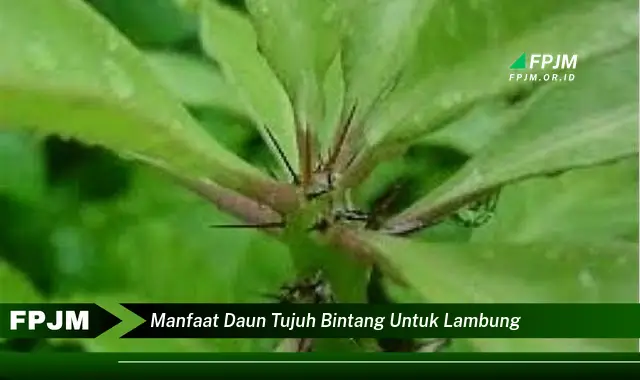 manfaat daun tujuh bintang untuk lambung