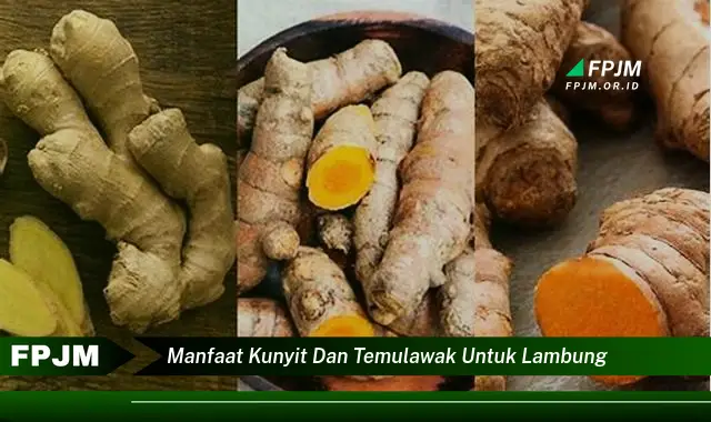 manfaat kunyit dan temulawak untuk lambung