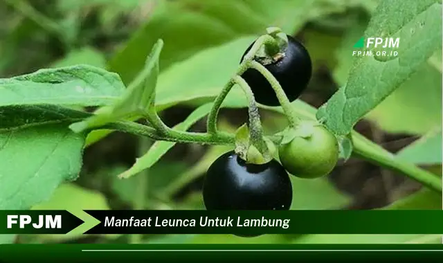 manfaat leunca untuk lambung