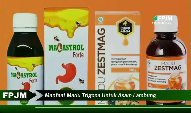 manfaat madu trigona untuk asam lambung