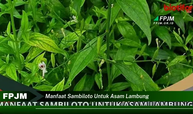 manfaat sambiloto untuk asam lambung