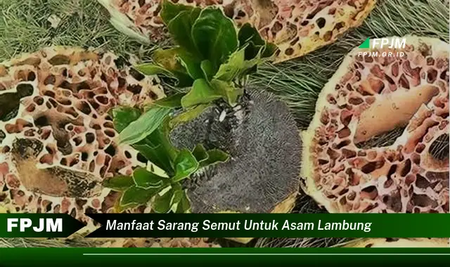 manfaat sarang semut untuk asam lambung manfaat sarang semut untuk asam lambung