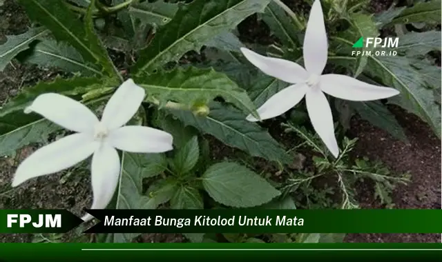 manfaat bunga kitolod untuk mata