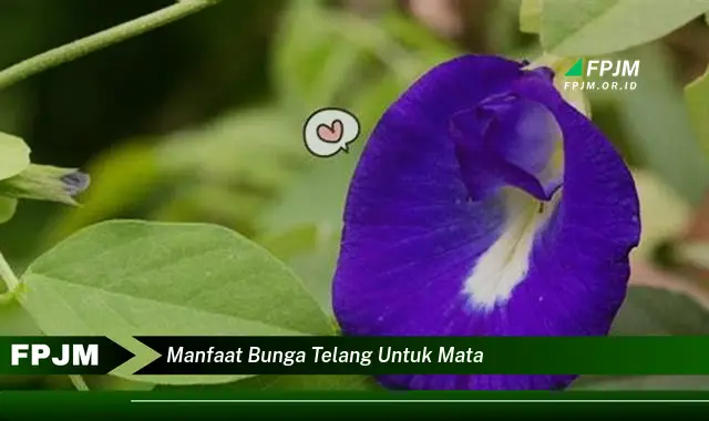 manfaat bunga telang untuk mata