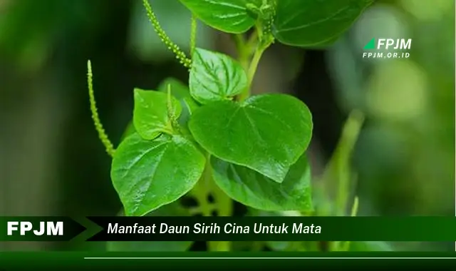 manfaat daun sirih cina untuk mata manfaat daun sirih cina untuk mata