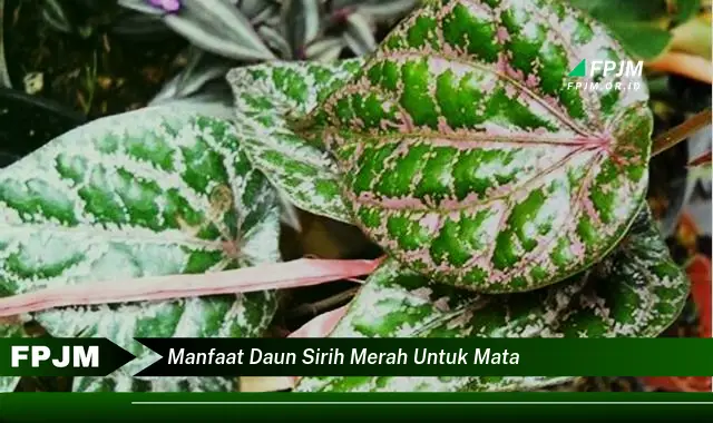 manfaat daun sirih merah untuk mata